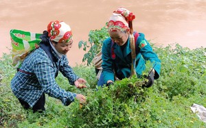 Thứ quả dại trên rừng &quot;lên mạng&quot; thành &quot;hàng hót&quot; giúp nông dân vùng cao Nghệ An kiếm tiền triệu