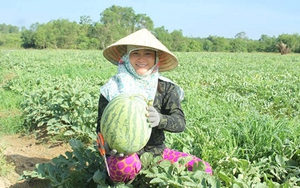 Quảng Ngãi: Cho phép làm thủ tục để đăng ký bảo hộ nhãn hiệu tập thể “Dưa hấu Sa Huỳnh” 