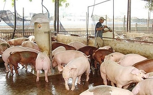 Giá lợn hơi ngày 19/8, cao nhất 71.000 đồng/kg, người chăn nuôi khó đoán trước được tình thế