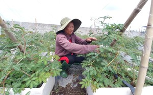 Đưa loại rau dại dưới nước lên cạn trồng, một nữ nông dân Sài Gòn hái không kịp bán