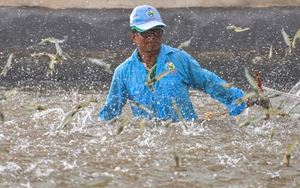 Việt Nam tham vọng thu 7,8 tỷ USD nhờ bán các loài thủy sản nuôi