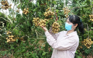 Một nông dân Gia Lai thu hơn 1 tỷ/năm từ mô hình &quot;trồng lung tung&quot;, nuôi heo nái, nhãn ra trái nhìn &quot;phát hờn&quot;