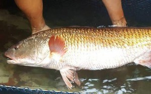 Loài cá được cả thế giới săn đón, bụng chứa thứ quý như vàng, ở Việt Nam cũng có