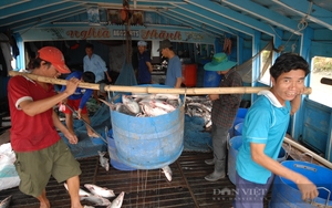 Bộ NNPTNT đốc thúc nghiên cứu giống cá tra chất lượng cao