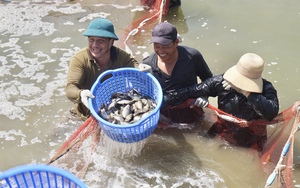 Liều vay vốn nuôi hàng chục ngàn con cá dìa, lão nông Hoà Vang bắt lên hàng tấn, lãi 800 triệu đồng/năm
