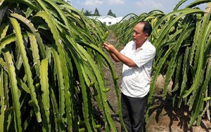 Thủ tướng Chính phủ đề nghị Bộ NNPTNT kiểm tra thông tin Dân Việt nêu về bản quyền giống thanh long ruột đỏ LD1