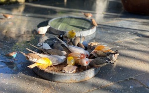 Nông dân Đà thành chi bạo 1 tỷ đồng làm vườn sinh thái trên sân thượng để nuôi hơn 100 loài chim quý