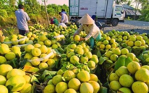 Cơ giới hóa sản xuất trái cây: Tiết kiệm chi phí, tăng sức cạnh tranh sản phẩm