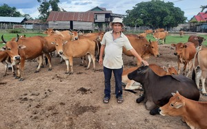 Nông dân Việt Nam xuất sắc năm 2022 đến từ Gia Lai là tỷ phú nuôi trâu bò thả rông ăn cỏ dại