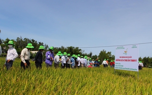Quảng Nam: Một giống lúa làm nên điều kỳ diệu trên vùng đất 10 năm nông dân không thể canh tác