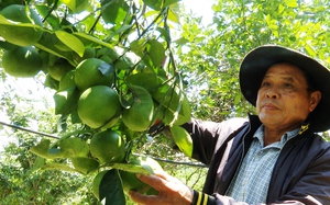 Quảng Nam: Liều phá cây keo, trồng 400 cây gì mà một ông nông dân kiếm bộn tiền hơn?