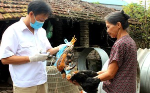 Virus cúm gia cầm H5N1 tiếp tục tiến hóa