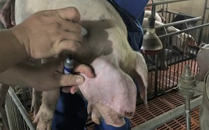 Lợn chết sau tiêm vaccine của Công ty Navetco phòng dịch tả châu Phi: Mời các nhà khoa học vào cuộc phân tích