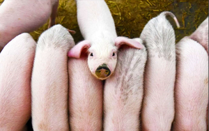 Giá lợn hơi ngày 24/8: Đà tăng ngắn hạn
