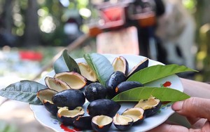 Hái loại quả đặc sản đen sì sì, nông dân ở xã Sơn Ninh phấn khởi ra mặt vì được mùa được cả giá