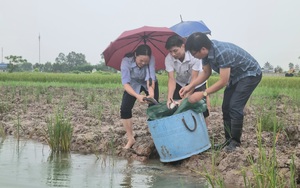 Hội Nông dân Thanh Hóa bàn giao 100kg giống cá trắm đen cho hội viên nuôi
