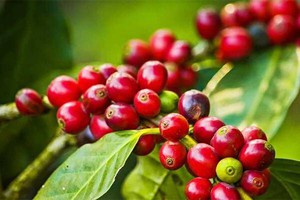 Blomberg: Tình trạng khan hiếm nguồn cung của Việt Nam có thể đẩy giá cà phê toàn cầu tăng vọt