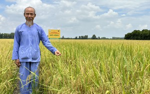 Vĩnh biệt GS Võ Tòng Xuân-nhà khoa học suốt đời nặng trĩu với cây lúa đồng bằng - Ảnh 6.