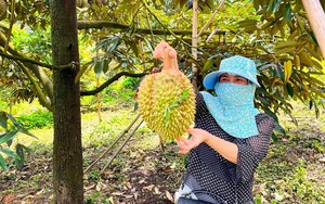 Trung Quốc tham vọng trồng nhiều sầu riêng, Việt Nam có đáng lo khi diện tích sầu riêng cũng tăng 300%?