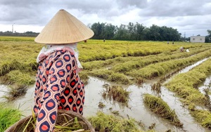 Nông dân Bình Định khốn đốn nhìn lúa ngã rạp đồng do mưa lớn bất thường 