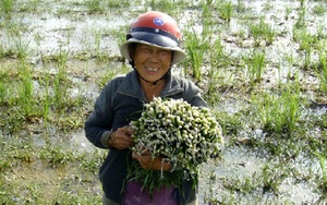 Loại rau không trồng cũng mọc sum suê, dân nhổ bán kiếm 600.000 đồng/ngày, là đặc sản miền Tây