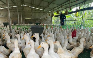 Giá gia cầm hôm nay 26/8: Giá vịt miền Nam có xu hướng giảm thêm, gà công nghiệp tiêu thụ thuận lợi