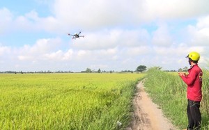 Máy bay không người lái bay lượn trên cánh đồng lúa An Giang, nông dân đứng trên bờ chỉ việc bấm điện thoại