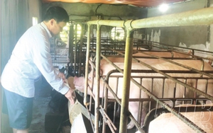 Mô hình nuôi lợn điển hình thu tiền tỷ của một nông dân Thái Bình