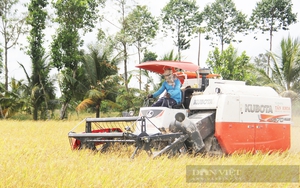 Phát triển 1 triệu ha lúa chất lượng cao ở ĐBSCL: Cần thiết nhưng nông dân phải được chia sẻ lợi nhuận nhiều hơn