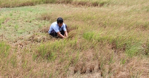 Giữ hay giảm diện tích đất trồng lúa ở ĐBSCL (Bài 7): Thu hẹp sản lượng còn 3-4 triệu tấn, giá lúa sẽ tăng