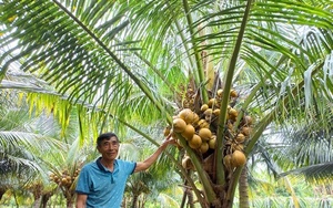 Trồng dừa xiêm Mã Lai, trái ra đều đều, tiền vô lai rai, nông dân ở xã này của Vĩnh Long sống khỏe
