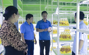 Nông dân Việt Nam xuất sắc 2022 đến từ Hải Dương là người trồng nấm đông trùng hạ thảo, thu mua nông sản