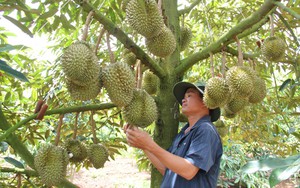 Mỹ, Trung Quốc, Nhật Bản mua nhiều nhất, giá 7 loại nông sản của Việt Nam tăng vùn vụt, đã thu 36,3 tỷ USD