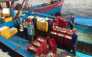 Nghệ An: Mới vươn khơi 2 ngày, tàu cá 1.000CV kiếm 200 triệu đồng
