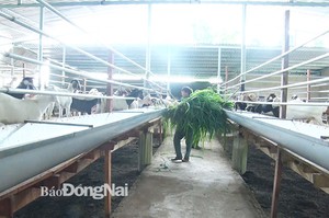 Giá dê thịt lẫn dê giống tăng mạnh, đàn dê của 1 huyện ở Đồng Nai tăng 24.000 con