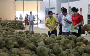Trung Quốc chi 10,3 tỷ USD mua trái cây, Việt Nam chiếm 9,5% trong số này