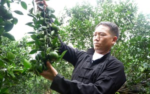 Phong trào nông dân sản xuất kinh doanh giỏi góp phần giúp Hà Giang đưa ấm no về cao nguyên đá