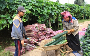 Liên kết với doanh nghiệp trồng đủ thứ rau quả, nông dân Sơn La lãi hàng trăm triệu đồng