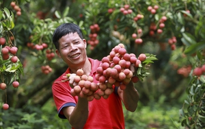 Hội Nông dân tỉnh Quảng Ninh thực hiện hiệu quả nhiều Nghị quyết quan trọng- Ảnh 8.