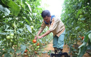 Đèo Ô Quý Hồ xuất hiện những vườn cà chua cao hơn cả người, quả sai trĩu từ gốc đến ngọn