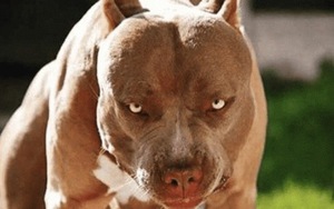 Chó pitbull nặng 40kg cắn chết chủ