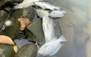 Vụ cá chết bất thường ở hồ nước tại Quảng Bình, nguyên nhân không phải do nguồn nước