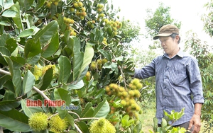 "Bão giá" phân bón, thuốc bảo vệ thực vật "ập tới", nông dân nơi này xoay sở ra sao?