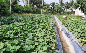 Trồng một công giống bí ruột đỏ, nông dân Hậu Giang cứ thu 12 triệu là lãi ròng 10 triệu/vụ