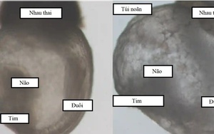 Phôi thai đầu tiên được tạo ra không cần tinh trùng và trứng