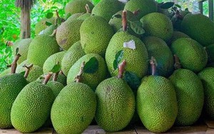 Giá mít Thái hôm nay 4/8: Tiếp đà tăng, lên mức 22.000 đồng/kg, nhà nào có nhiều mít Thái bán là trúng