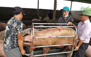 Giá lợn hơi miền Bắc hôm nay: Người chăn nuôi không cần tăng nóng, chỉ cần ổn định