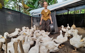 Nông dân nghèo Thanh Hóa tăng thu nhập nhờ được hỗ trợ chăn nuôi vịt theo chuỗi giá trị