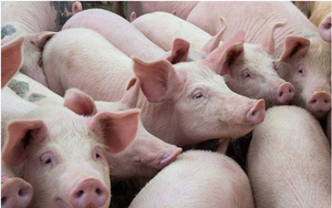 Lượng cạn dần, giá lợn hơi có thể tăng lại vào tuần tới?