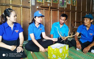 Làng toàn thanh niên lập chốt trồng thứ cây quý như vàng dưới tán rừng âm u ở Quảng Nam